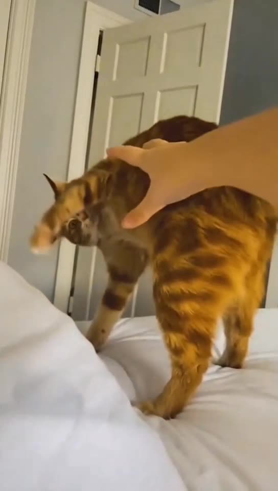 Funny and Cute Cat Fails