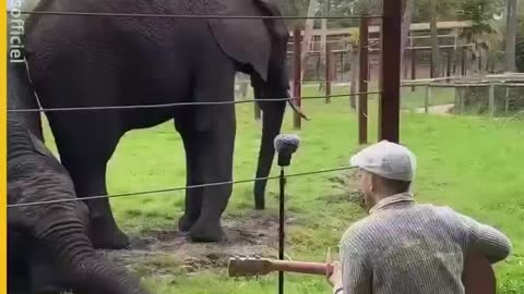 Watch how these animals react to the music this man is playing. Absolutely incredible!