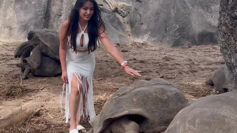 Tortoises Get Frisky in the Background