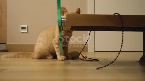 Funny vídeos.