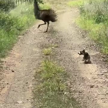 Jack russell vs mob of emus