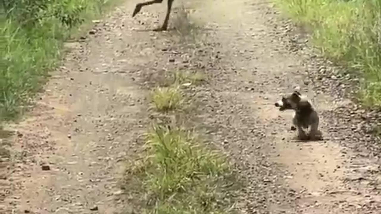 Jack russell vs mob of emus