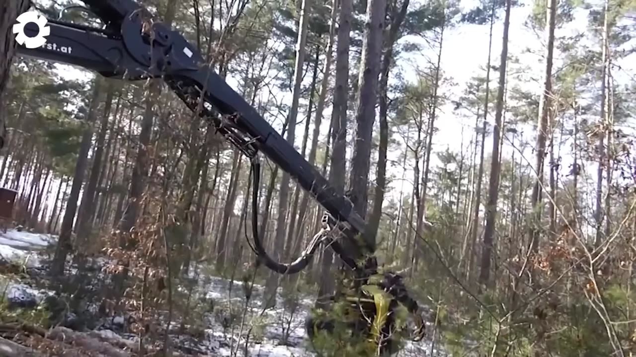 Most Big Chainsaw Cutting Tree Machines - Machines at Work