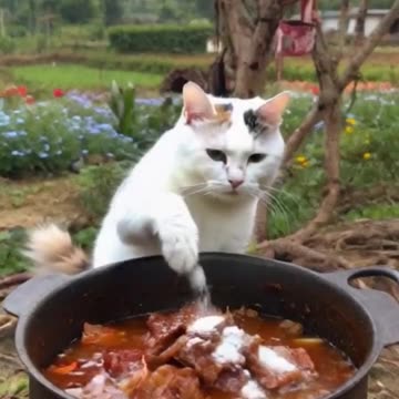 Viral🔥🔥 funny😝 cat