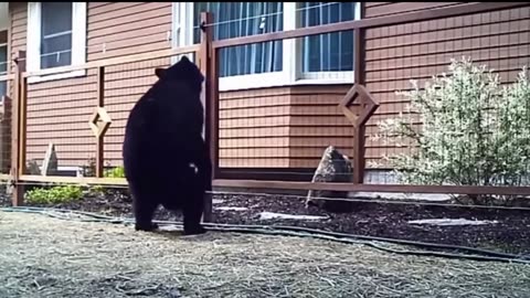 Shocked animals very funny