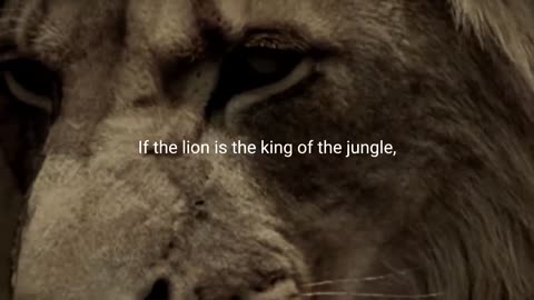 LION MENTALITY - Motivational Video