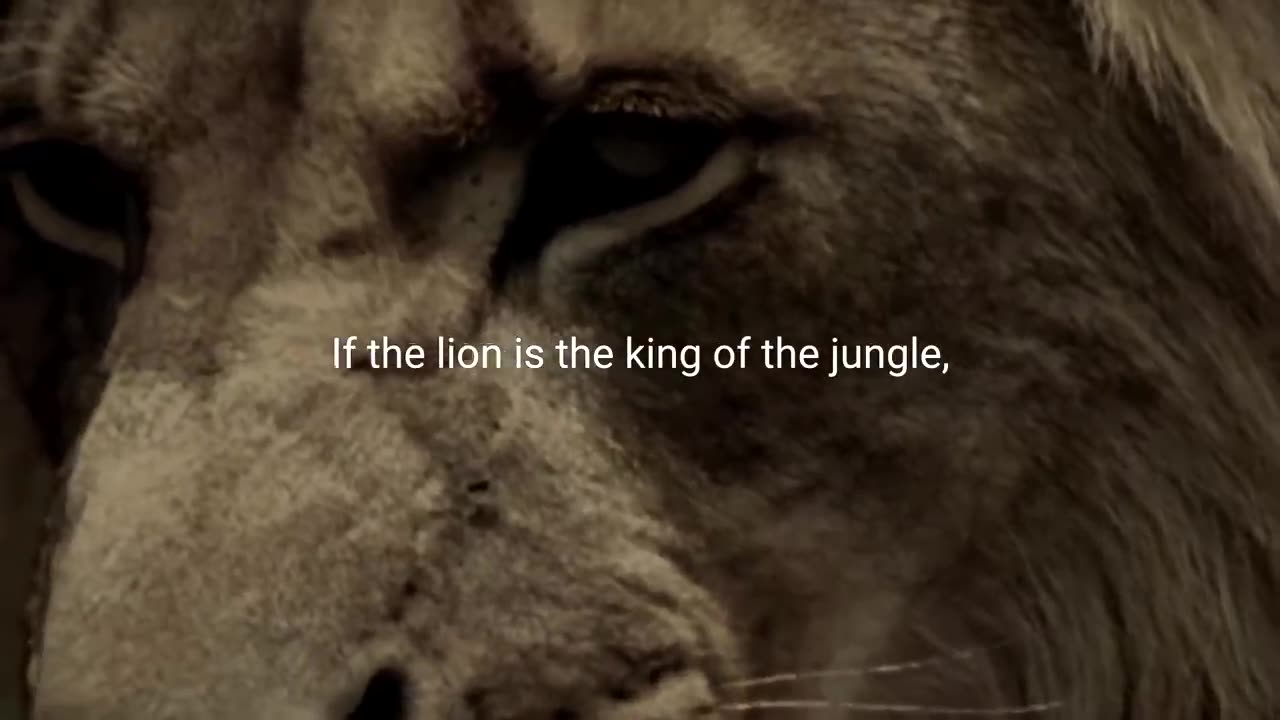 LION MENTALITY - Motivational Video