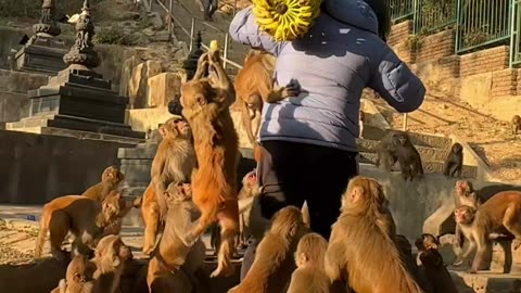 Feeding Hungry Monkeys Bananas