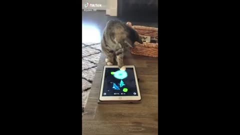 Funny animal videos 2023 - Funny cats/dogs - Funny animals - Part1