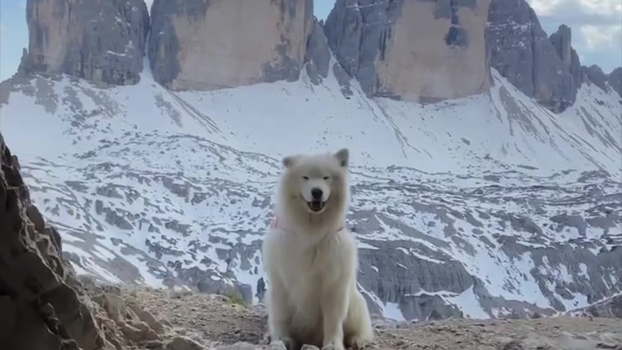 "Energetic Dogs Unleash Their Playful Spirit 🐕🎾 | Fun Rumble Moments"