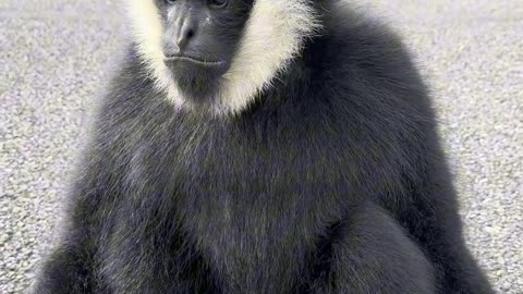🕵️‍♀️🐒 🐒🐒✨.