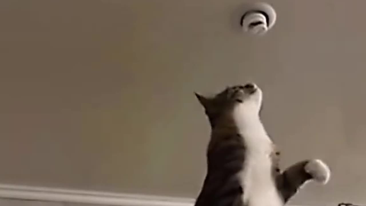 Funny cat