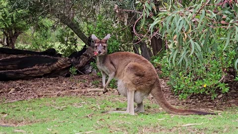 Cute Kangaroo along with its child