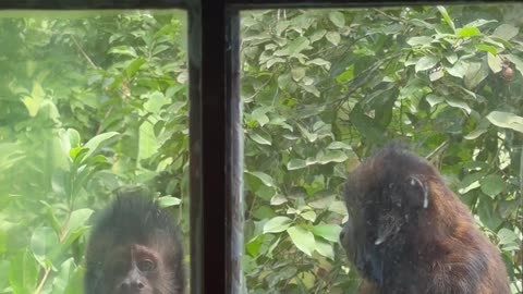 Monkey At The Window