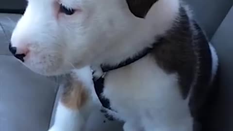 Funny Little Puppy Gets Angry at His Own Hiccups