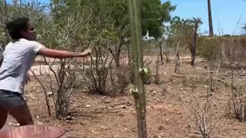 Domestic animals use cactus as food