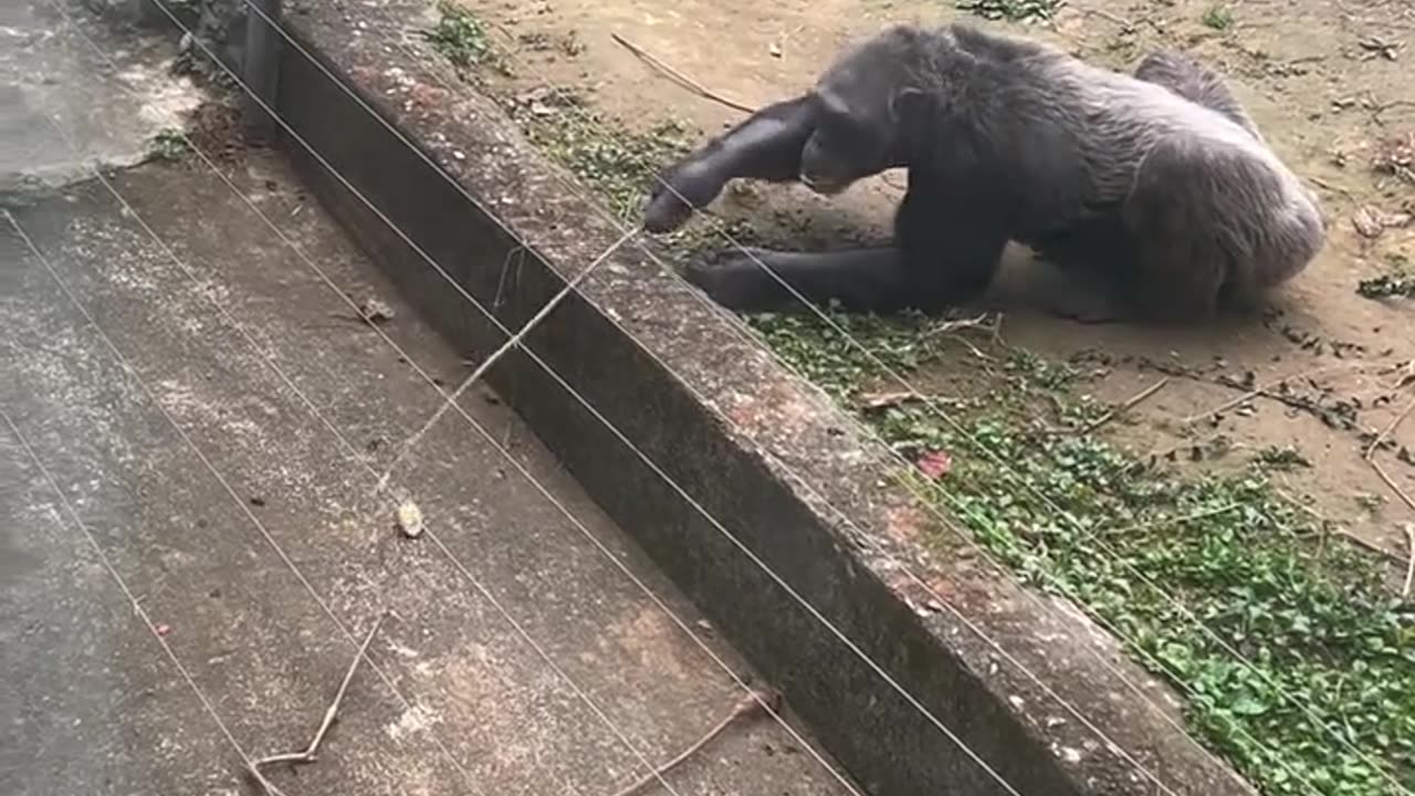 Look at the chimpanzees intelligence