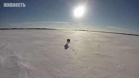 It must be seen! Creepy encounters between a man and a wolf