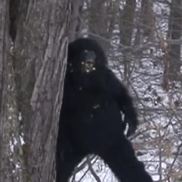 Bigfoot Taking A Dump 🤣🤣🤣