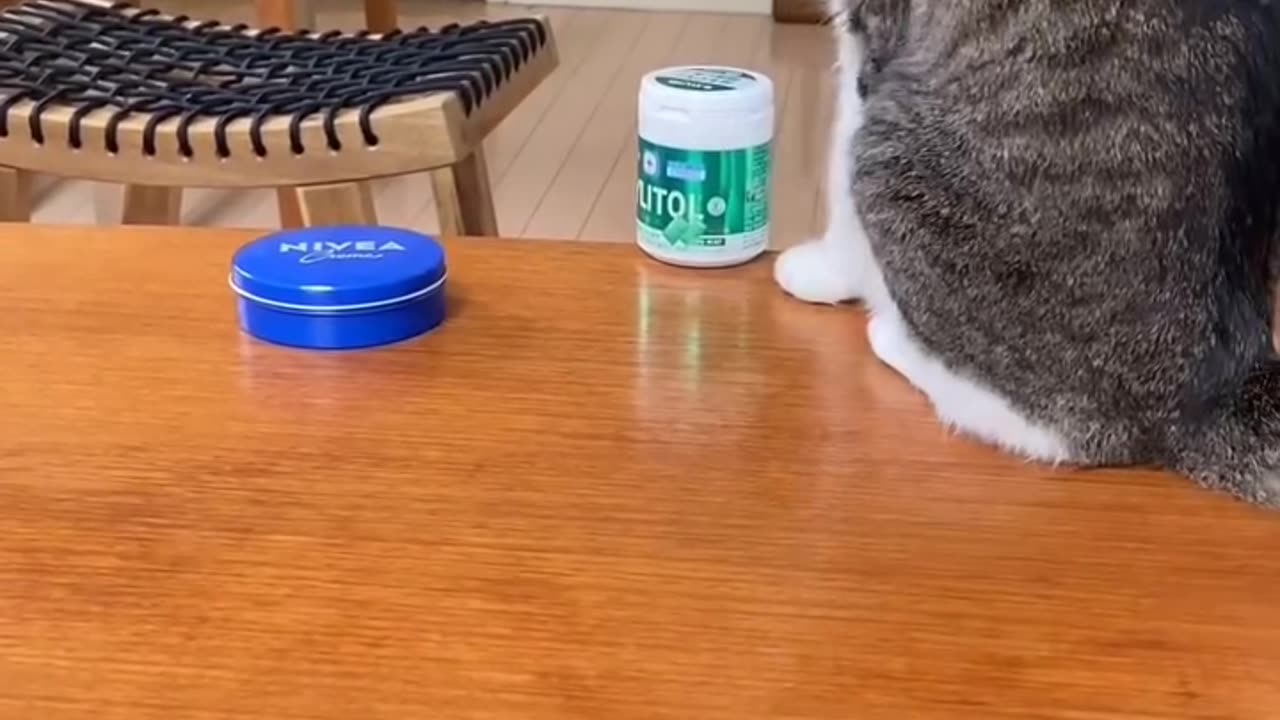 Cats