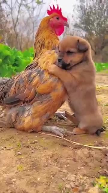 Friendship / puppy and chicken . A beautiful moment #191 - #shorts