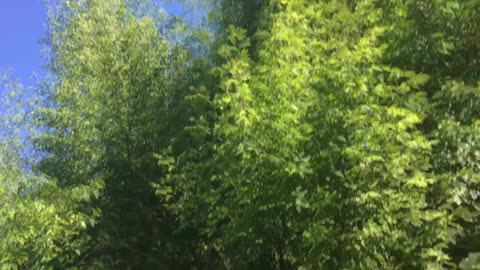 Two Stops at the Forest