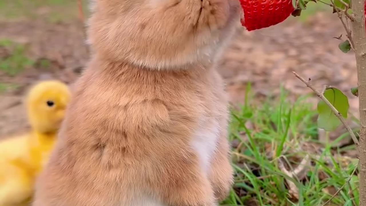 😁😆