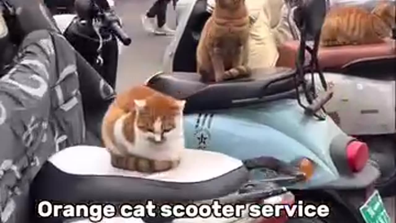 Orange cat scooter service