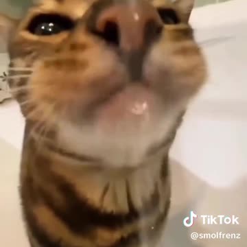 Videos of cats laughing
