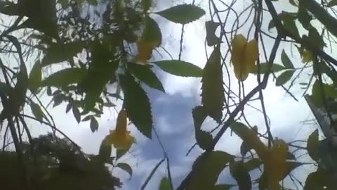 Filming the yellow elder diagonally, showing the flowers, sky and clouds [Nature & Animals]
