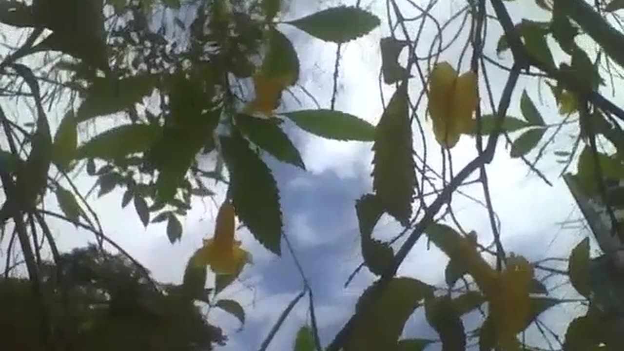 Filming the yellow elder diagonally, showing the flowers, sky and clouds [Nature & Animals]