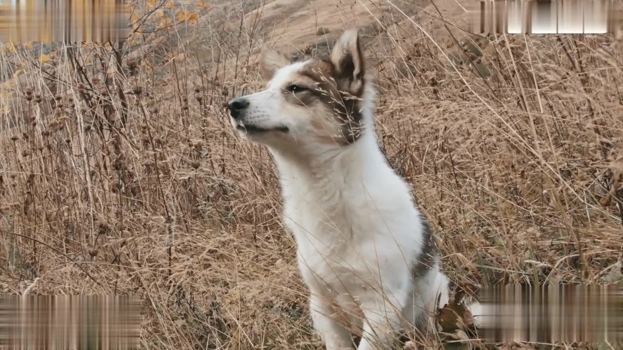 The Whispering Bond | A Sci-Fi Story of Human-Animal Connection