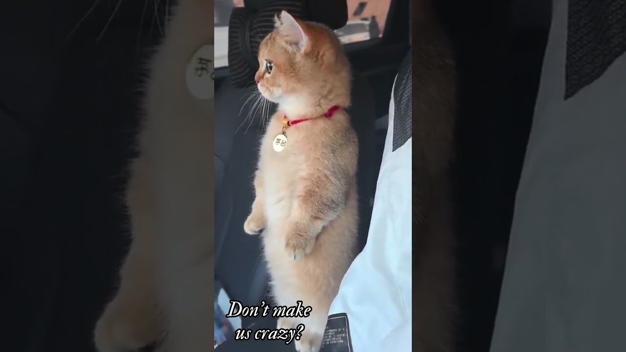 Don't drive us crazy ?