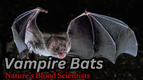 The Vampire Bat’s Secret Weapon: Blood-Licking Enzymes | #animals #facts #viral