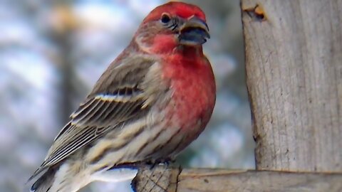 Purple Finch