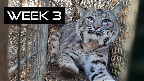 Cage Trapping Az Week 3! AZGFD Makes a STUPID LAW!