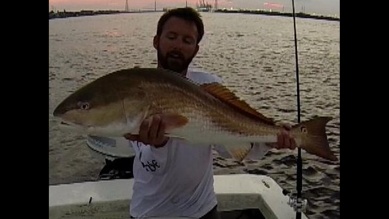 Bull Redfish - St. Johns River Florida
