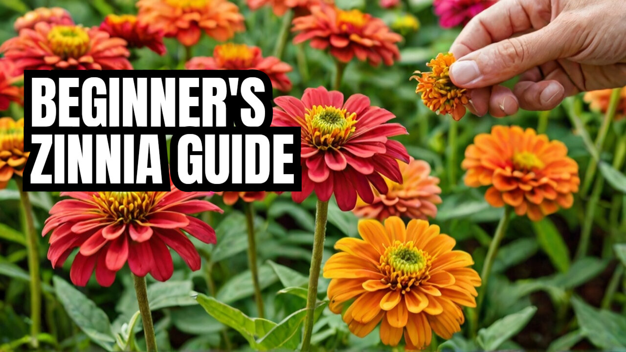 Recognizing the Perfect Time to Harvest Zinnia Seeds