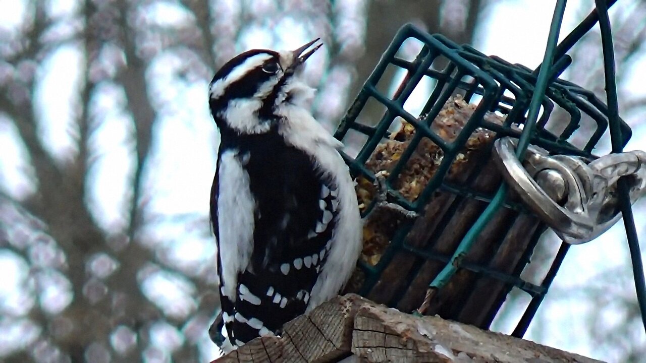 Hairy Woodpecker