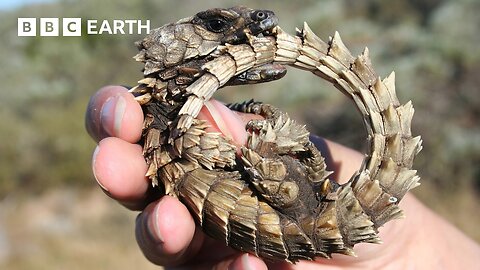 This Is Why Lizards Sunbathe _ Life In Cold Blood