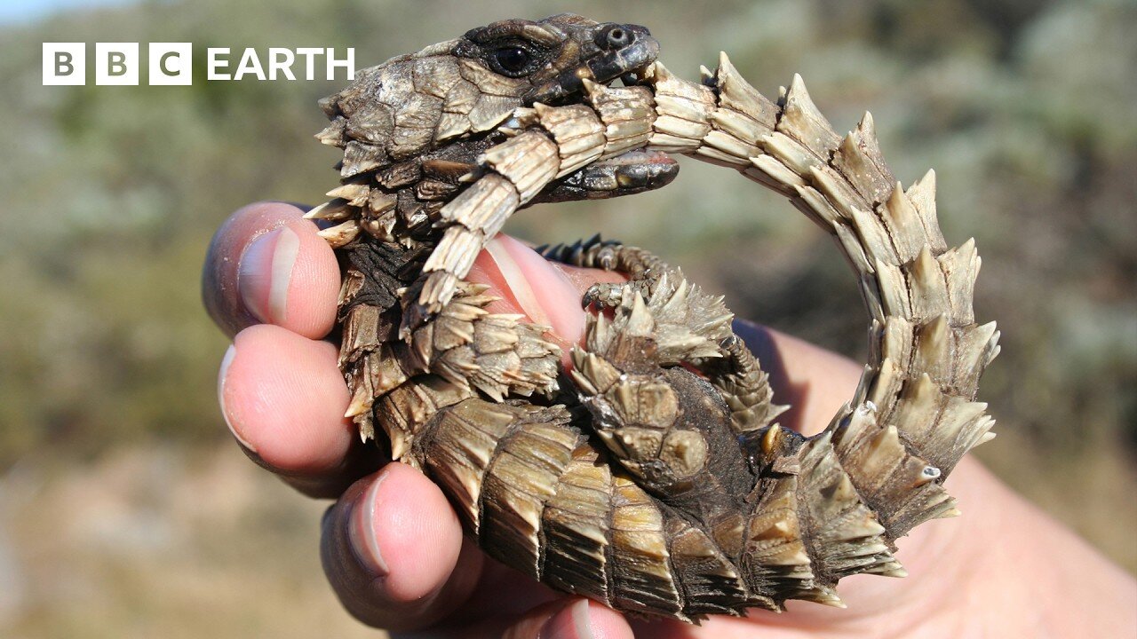 This Is Why Lizards Sunbathe _ Life In Cold Blood