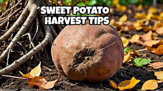 Achieve Massive Sweet Potatoes with These End of Season Strategies!