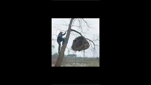 a men make tree house in jungle