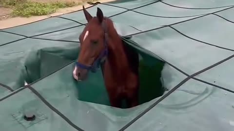 Hilarious Animal moments! The most normal day in a farm😂🤣