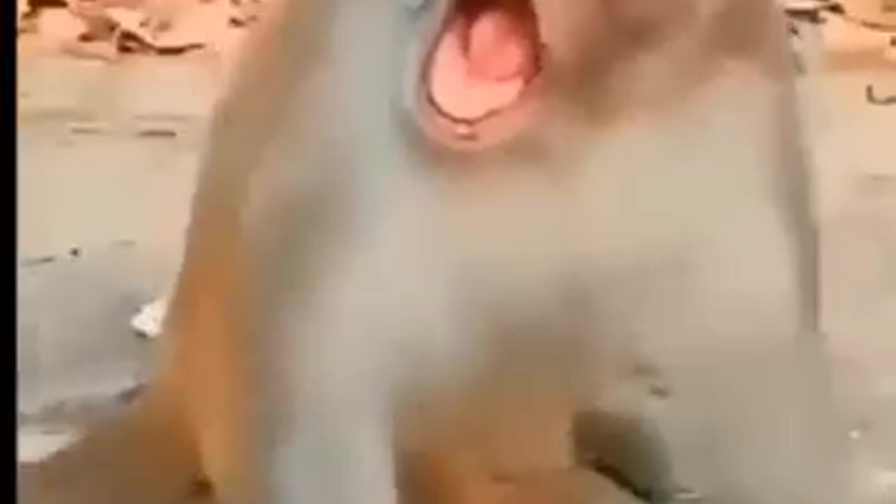 Funny baby video