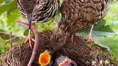 A short and interesting bird show