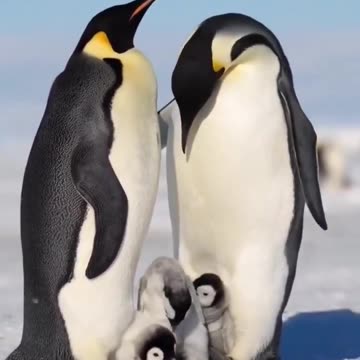 Penguin family portrait