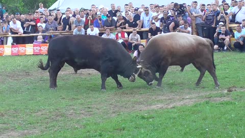 Alkar od Fišeka vs Kukan od Ormanovića korida Bištrani 2024