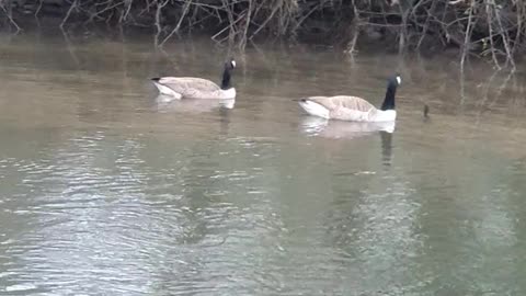 A Canada Goose's Swimming Journey