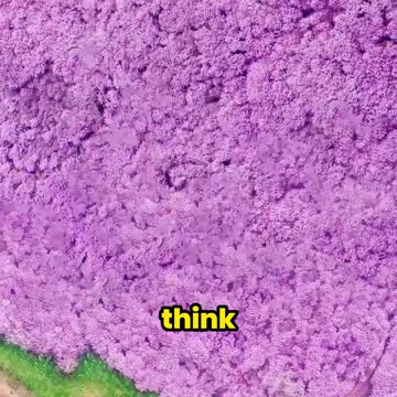 The World’s Biggest Cherry Blossom Park… But It’s NOT in Japan!